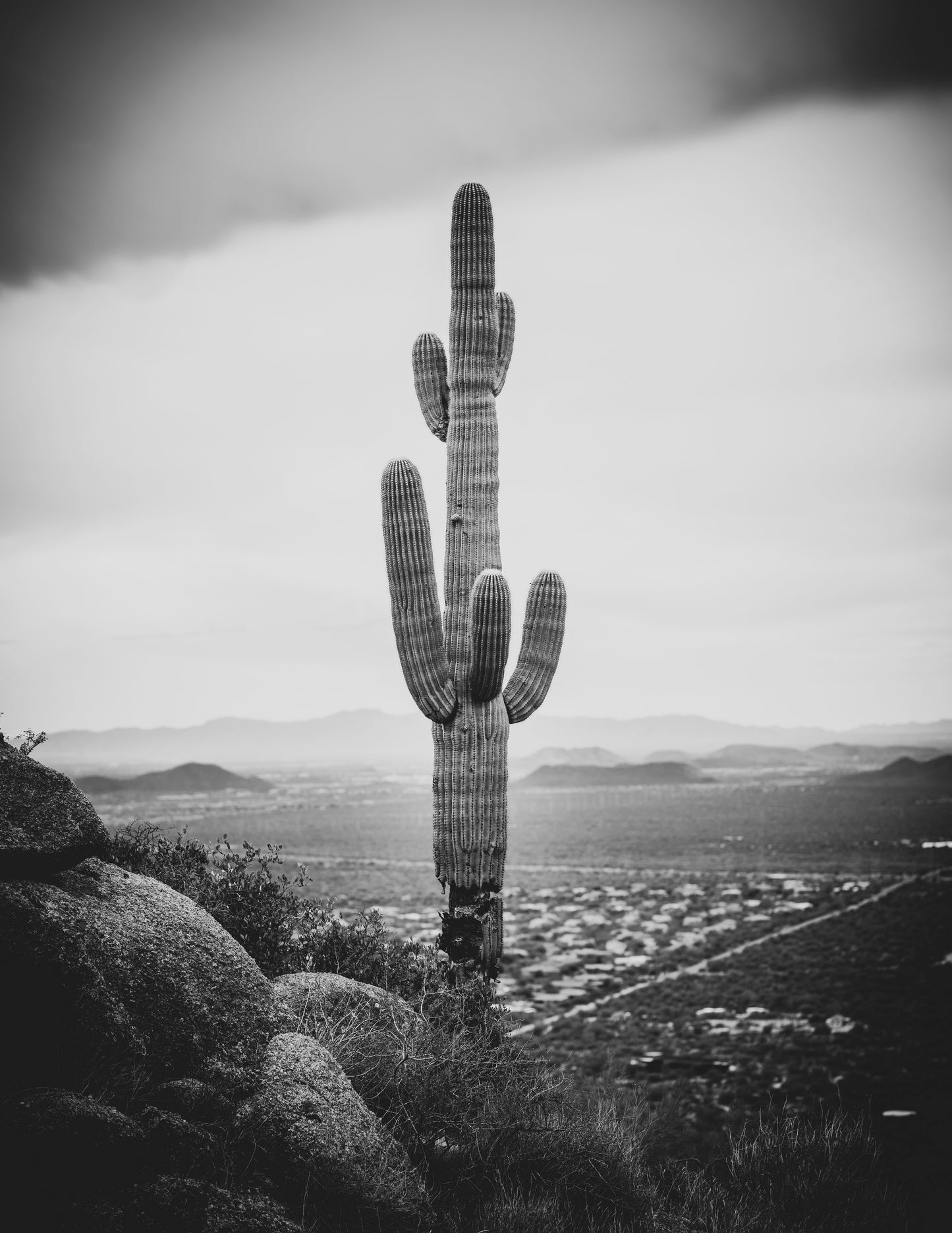 Lone Cactus